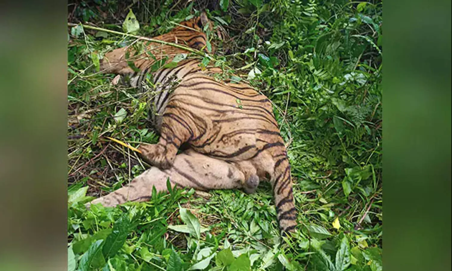 കാസിരംഗയില്‍ കടുവയുടെ ജഡം; അബദ്ധത്തില്‍ വെടിയേറ്റതാണെന്ന് വനപാലകര്‍