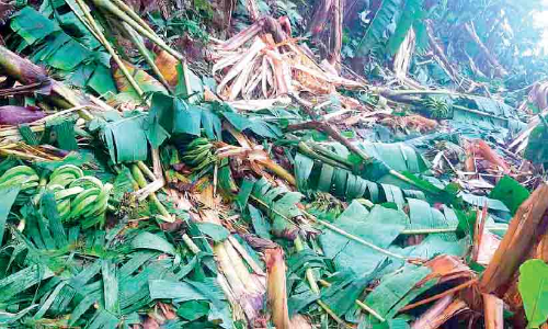 wild elephant attack