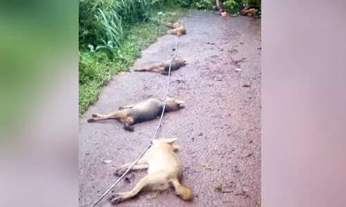 പൊട്ടിവീണ കമ്പിയിൽനിന്ന്  വൈദ്യുതാഘാതമേറ്റ്  ആറു  കുറുക്കന്മാർ ചത്തു