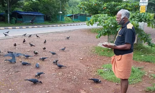 തുടർച്ചയായി 15 വർഷം ഉദുമ ടൗണിലെ കാക്കകൾക്ക് തീറ്റ നൽകി തമിഴ്നാട് സ്വദേശി ശ്രീനിവാസൻ