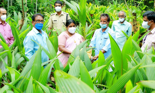 ചെമ്പേരിയിലേക്ക് വരൂ, തെങ്ങിൻ തൈകളുമായി മടങ്ങാം