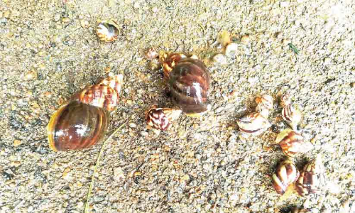 African  snails
