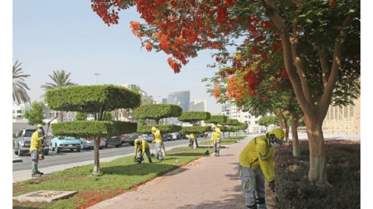 കൊടുംചൂടിലും പച്ചവിരിച്ച്​ ദുബൈ