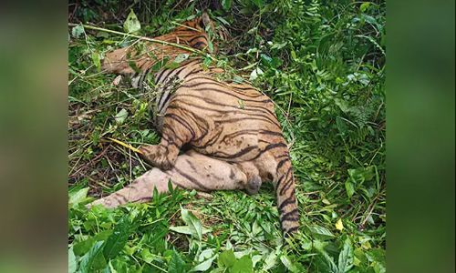 കാസിരംഗയില്‍ കടുവയുടെ ജഡം; അബദ്ധത്തില്‍ വെടിയേറ്റതാണെന്ന് വനപാലകര്‍