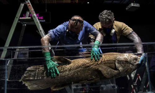 ദിനോസര്‍ കാലം മുതലുള്ള ഈ മത്സ്യത്തിന്റെ ആയുസ് ഒരു നൂറ്റാണ്ട്; ഗര്‍ഭകാലം അഞ്ച് വര്‍ഷം