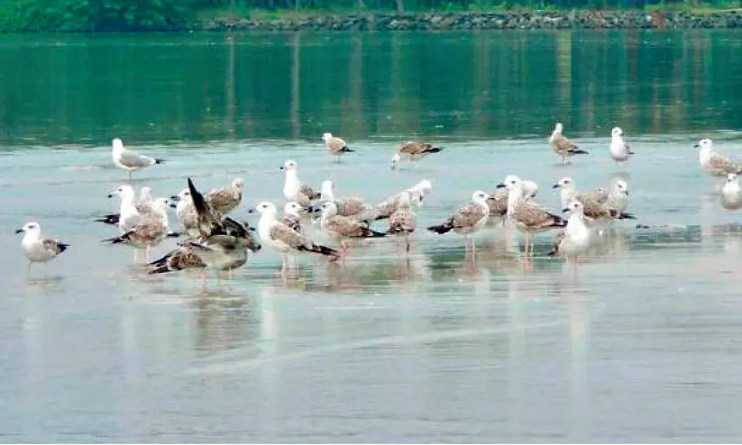 migratory birds, kadalundi birf sanctury