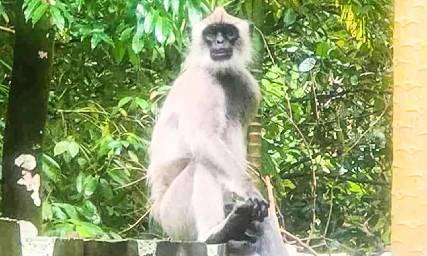 hanuman langu monkey