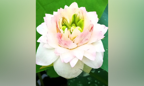 thousand petels lotus