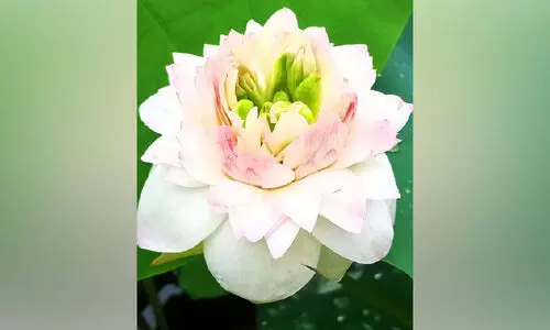 thousand petels lotus