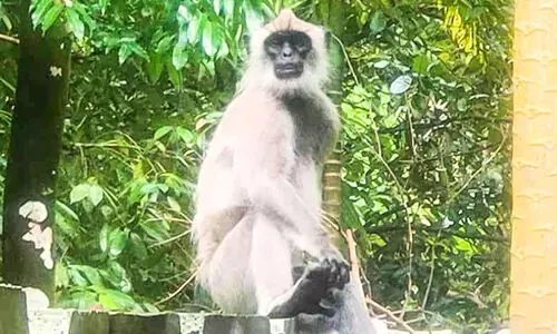 hanuman langu monkey