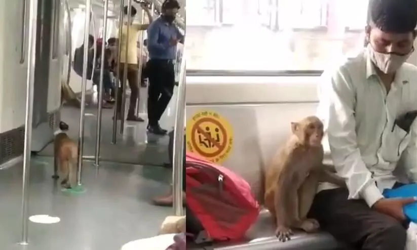 Monkey takes a ride in Delhi Metro viral video