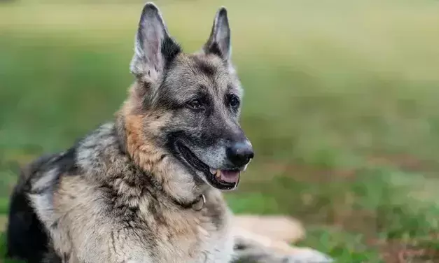 ഞങ്ങൾക്ക് ആ നല്ല പയ്യനെ നഷ്ടമായി- 13 വർഷം കുടുംബം കാത്ത ചാമ്പിന്റെ വേർപാടിൽ മനംനൊന്ത് ബൈഡൻ ഞങ്ങൾക്ക് ആ നല്ല പയ്യനെ നഷ്ടമായി- 13 വർഷം കുടുംബം കാത്ത ചാമ്പിന്റെ വേർപാടിൽ മനംനൊന്ത് ബൈഡൻ