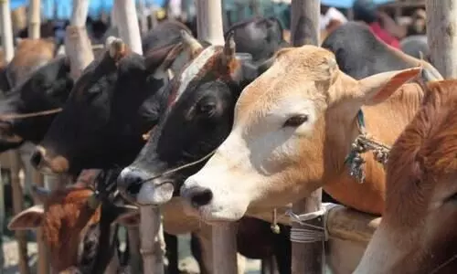 കാലിക്കടത്ത്​ തടഞ്ഞ വി.എച്​.പി പ്രവർത്തകനെ വാഹനമിടിച്ചു കൊലപ്പെടുത്തി
