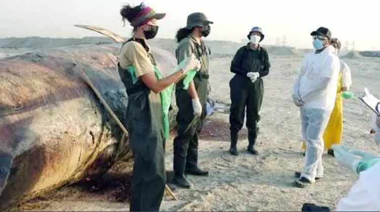 15 ടൺ ഭാരമുള്ള തിമിംഗലം ജബൽഅലിയിൽ അടിഞ്ഞു