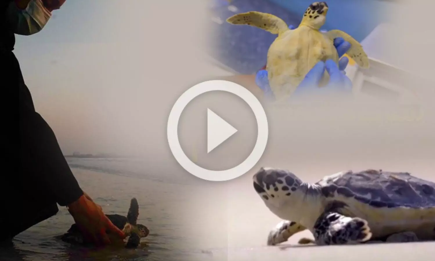 സുഖചികിത്സ കഴിഞ്ഞു; ദുബൈയിലെ ആ ആമകൾ കടലിലേക്ക് മടങ്ങി