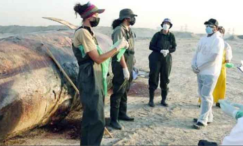 15 ടൺ ഭാരമുള്ള തിമിംഗലം ജബൽഅലിയിൽ അടിഞ്ഞു