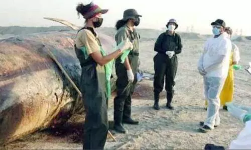 15 ടൺ ഭാരമുള്ള തിമിംഗലം ജബൽഅലിയിൽ അടിഞ്ഞു