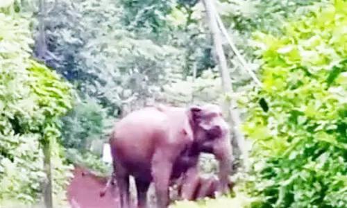 വ​ന്യ​മൃ​ഗ​ശ​ല്യം രൂ​ക്ഷം; ക​റു​വാ​ൻ​ത്തോ​ടു​കാ​ർ പ​ലാ​യ​നം തു​ട​ങ്ങി