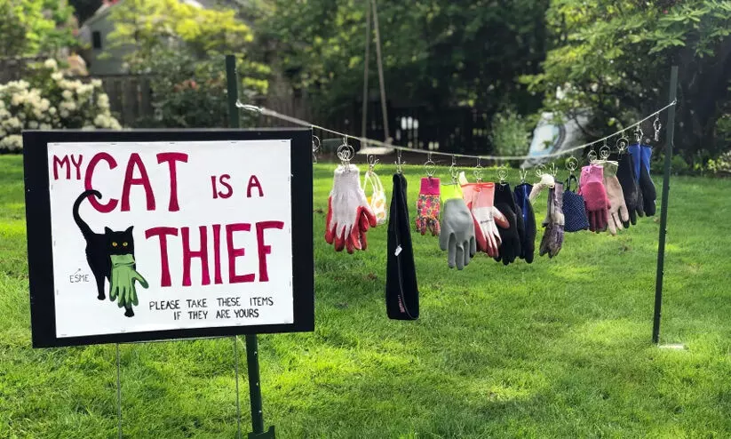 cat thief board cat thief board