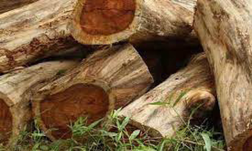 വെട്ടിയിട്ടത്​ ആയിരത്തിലേറെ തേക്ക്​ അ​ന്വേ​ഷ​ണം വ​ഴി​മു​ട്ടു​ന്നു: റ​വ​ന്യൂ വ​നം രേ​ഖ​ക​ൾ ന​ശി​പ്പി​ച്ചു