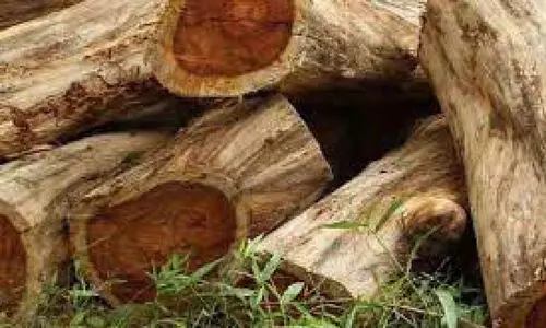 വെട്ടിയിട്ടത്​ ആയിരത്തിലേറെ തേക്ക്​ അ​ന്വേ​ഷ​ണം വ​ഴി​മു​ട്ടു​ന്നു: റ​വ​ന്യൂ വ​നം രേ​ഖ​ക​ൾ ന​ശി​പ്പി​ച്ചു