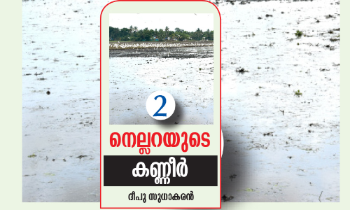 കാ​യ​ൽ​ന​ടു​വി​ൽ കൃ​ഷി​യി​ല്ല; വ​ല​വി​രി​ച്ച്​ വ​ൻ​കി​ട​ക്കാ​ർ