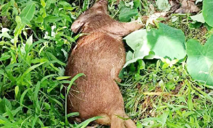 wild boar shot dead wild boar shot dead