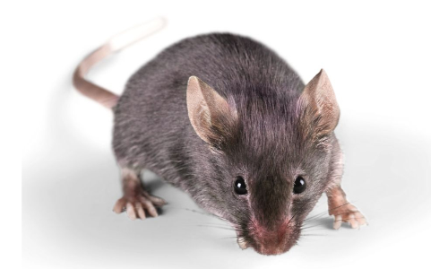 ആശുപത്രിയിൽ എലി കടിച്ച യുവാവ്​ മരിച്ചു