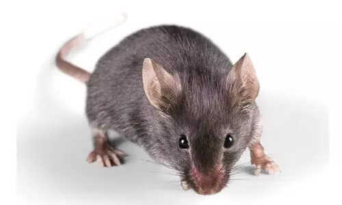 ആശുപത്രിയിൽ എലി കടിച്ച യുവാവ്​ മരിച്ചു