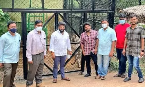 white tiger adopted for rahul gandhi