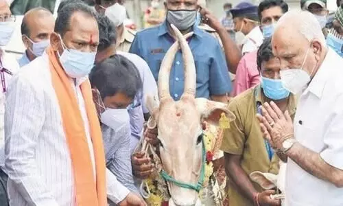 war room for domestic animals