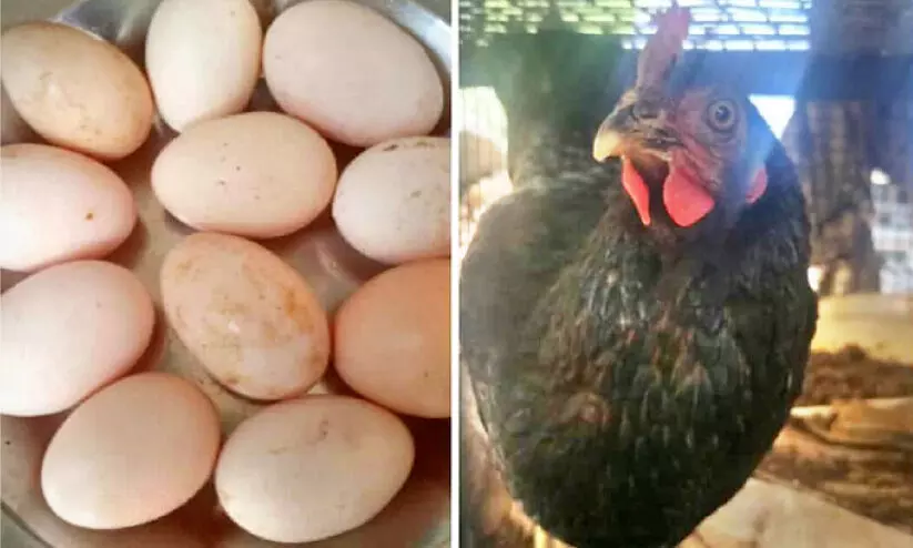 hen with eleven eggs