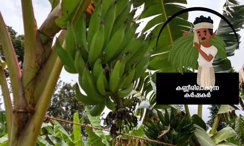 banana farmers issues