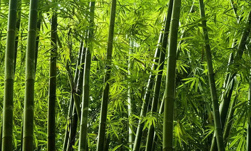 പക്ഷികൾ കോവിഡ്​ പരത്തുമെന്ന്​ നഗരസഭ; അസമിൽ മുളങ്കൂട്ടം മുറിച്ചു നീക്കി