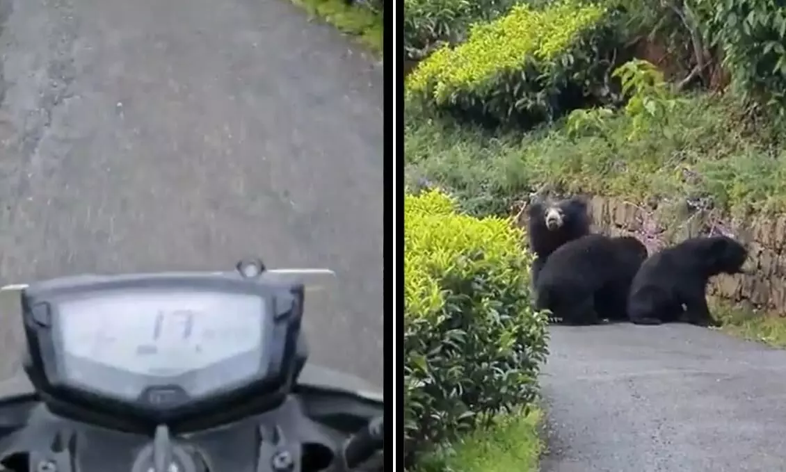 video of bear charging at bikers in Nilgiris, his cheeky suggestion