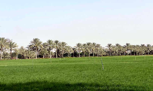 കത്തുന്ന ചൂടിലും പച്ചപുതച്ച് മരുഭൂ  കൃഷിനിലം