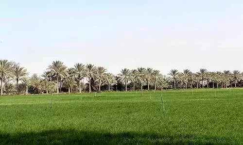 കത്തുന്ന ചൂടിലും പച്ചപുതച്ച് മരുഭൂ  കൃഷിനിലം