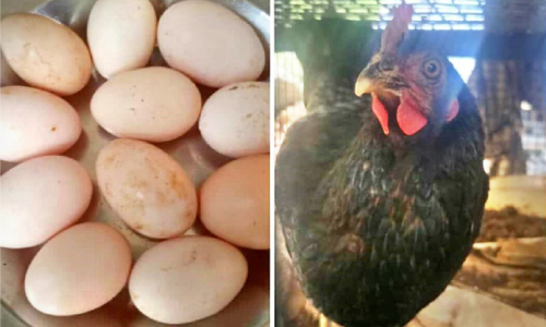 hen with eleven eggs