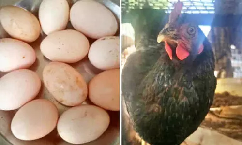 hen with eleven eggs