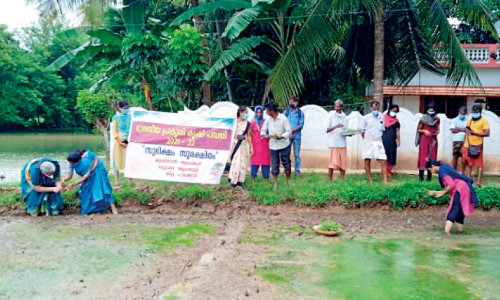 organic paddy farming
