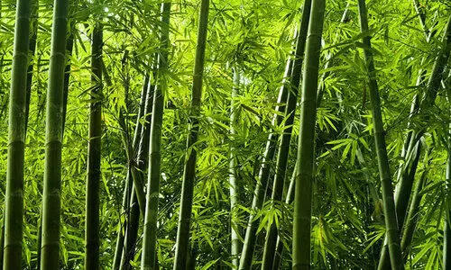 പക്ഷികൾ കോവിഡ്​ പരത്തുമെന്ന്​ നഗരസഭ; അസമിൽ മുളങ്കൂട്ടം മുറിച്ചു നീക്കി