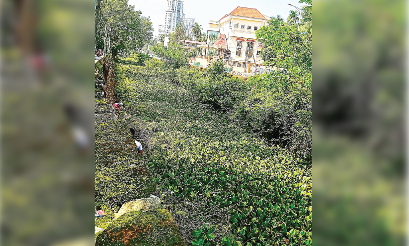 conolli canal conolli canal