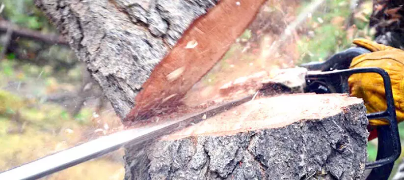 മീനച്ചിലാറി​െൻറ തീരത്തെ മരംമുറി​  വിദഗ്ധസമിതി തെളിവെടുത്തു