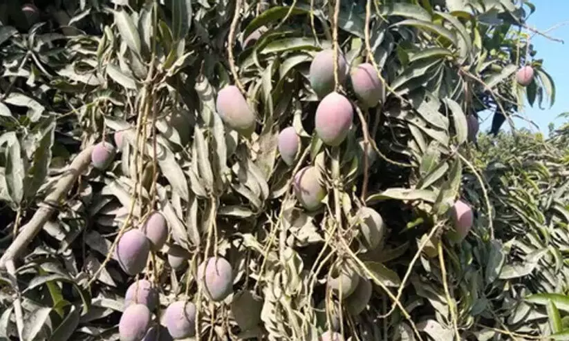 sugarfree mango pakistan