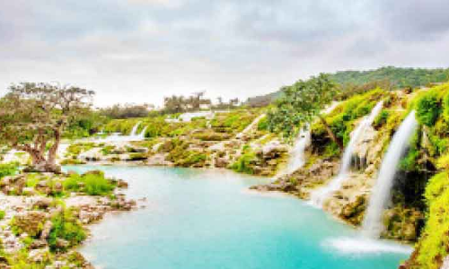 സ​ലാ​ല​യി​ൽ ഖ​രീ​ഫ് സീ​സ​ൺ തു​ട​ങ്ങി; മ​ഴ​യെ​ത്തി​യി​ല്ല