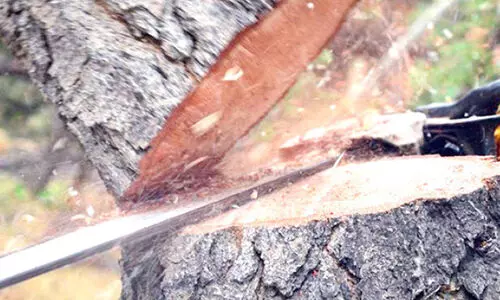 മീനച്ചിലാറി​െൻറ തീരത്തെ മരംമുറി​  വിദഗ്ധസമിതി തെളിവെടുത്തു