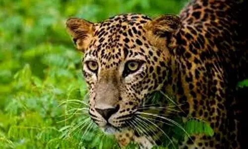Leopard