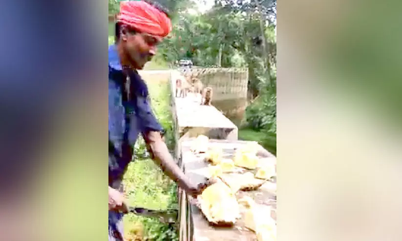 വാനരന്മാരുടെ വയർ നിറച്ചൊരു മനുഷ്യസ്​നേഹി