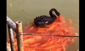 മീനുകൾക്ക് തീറ്റകൊടുക്കുന്ന അരയന്നം; വൈറലായി വിഡിയോ മീനുകൾക്ക് തീറ്റകൊടുക്കുന്ന അരയന്നം; വൈറലായി വിഡിയോ