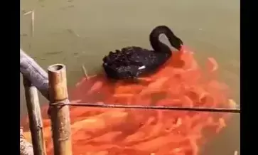 മീനുകൾക്ക് തീറ്റകൊടുക്കുന്ന അരയന്നം; വൈറലായി വിഡിയോ മീനുകൾക്ക് തീറ്റകൊടുക്കുന്ന അരയന്നം; വൈറലായി വിഡിയോ